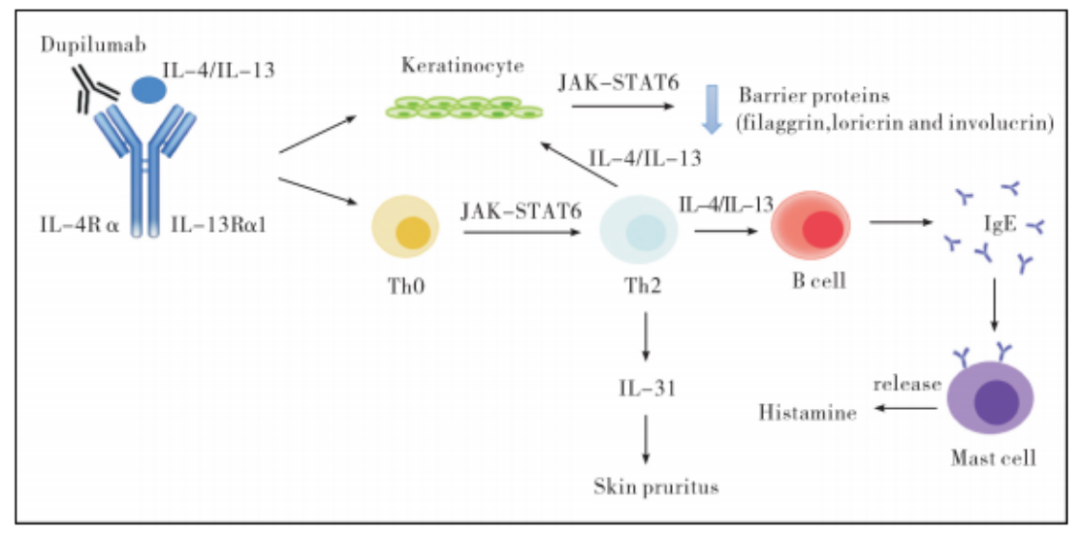 特异性皮炎药物之一:Dupilumab(度普利尤单抗)
